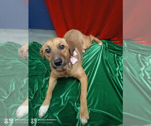 Medium Photo #1 Mutt Puppy For Sale in Sterling, MA, USA