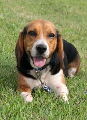 Beagle Dogs for adoption in Natchitoches, LA, USA