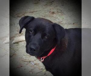 Medium Photo #1 Mutt Puppy For Sale in Yardley, PA, USA