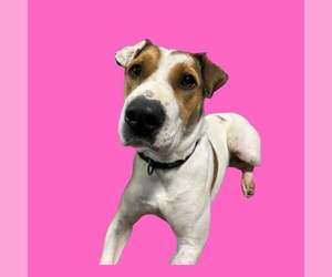 Harrier Dogs for adoption in Kansas City, MO, USA