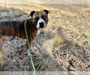American Pit Bull Terrier Dogs for adoption in Charlotte, NC, USA