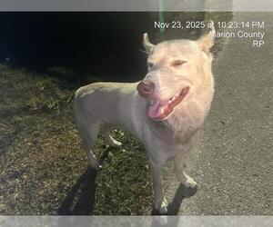 German Shepherd Dog-Unknown Mix Dogs for adoption in Ocala, FL, USA