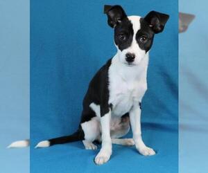 Jack Russell Terrier Dogs for adoption in Morton Grove, IL, USA