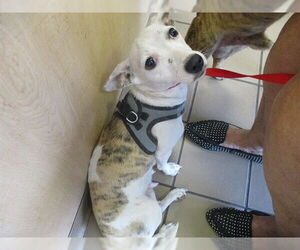 Chihuahua Dogs for adoption in Ocala, FL, USA