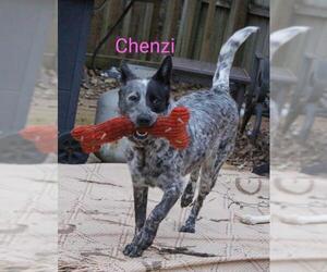 Mutt Dogs for adoption in Nesbit, MS, USA