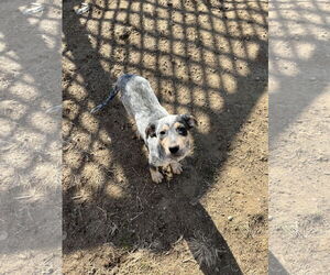 Mutt Dogs for adoption in Silver Spring, MD, USA