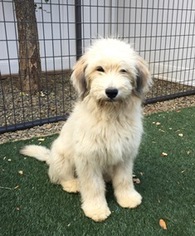 Briard Dogs for adoption in Menifee, CA, USA