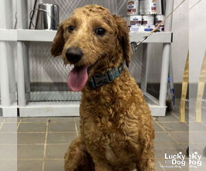 Mutt Dogs for adoption in Washington, DC, USA