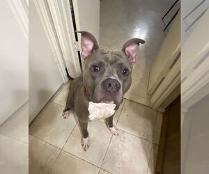 American Bulldog-Unknown Mix Dogs for adoption in Euless, TX, USA