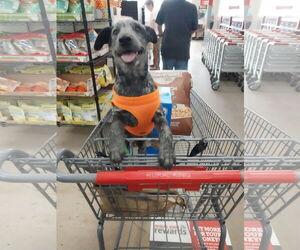 Mutt Dogs for adoption in Garden City, NY, USA