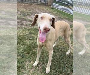 Doberman Pinscher Dogs for adoption in Riverside, CA, USA