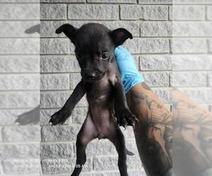 American Staffordshire Terrier-Unknown Mix Dogs for adoption in San Antonio, TX, USA