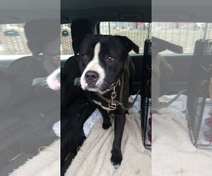 Huskies -Unknown Mix Dogs for adoption in Sheboygan, WI, USA