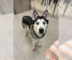 Siberian Husky Dogs for adoption in Brighton, CO, USA