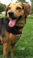 Affenpinscher Dogs for adoption in Kendallville, IN, USA