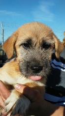 Unknown-Wheaten Terrier Mix Dogs for adoption in Richmond, CA, USA