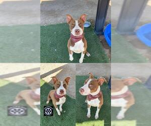 American Pit Bull Terrier Dogs for adoption in HESPERIA, CA, USA