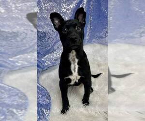 Mutt Dogs for adoption in Clarkesville, GA, USA