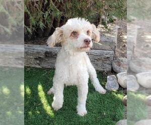 Poodle (Miniature) Dogs for adoption in Albuquerque, NM, USA