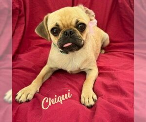 Pug-Unknown Mix Dogs for adoption in HOUSTON, TX, USA