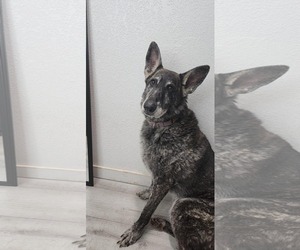 German Shepherd Dog-Unknown Mix Dogs for adoption in Fort Collins, CO, USA