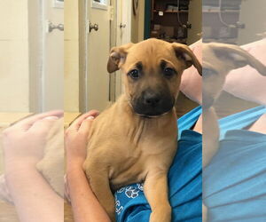 Labrador Retriever-Unknown Mix Dogs for adoption in Amarillo, TX, USA