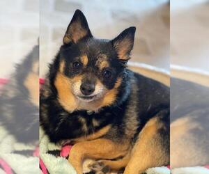 Chiranian Dogs for adoption in Belleuve, NE, USA