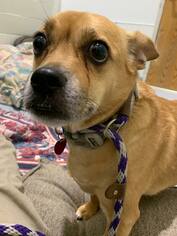 Puggle Dogs for adoption in Howell, MI, USA