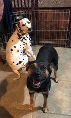 Dalmatian Dogs for adoption in Phoenix , AZ, USA