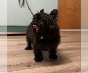 Cairn Terrier Dogs for adoption in St Louis, MO, USA
