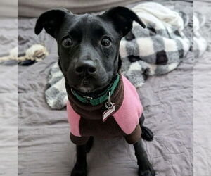 Mountain Cur-Unknown Mix Dogs for adoption in Boston, MA, USA
