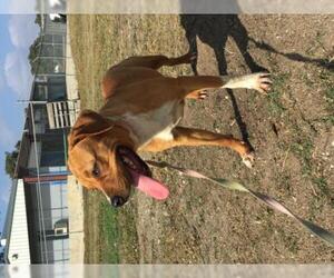 Boxweiler Dogs for adoption in Pleasanton, TX, USA