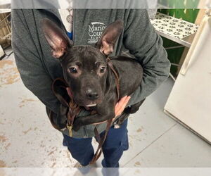 Chihuahua Dogs for adoption in Ocala, FL, USA