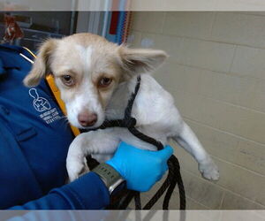 Chihuahua-Unknown Mix Dogs for adoption in Downey, CA, USA