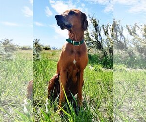 Rhodesian Ridgeback Dogs for adoption in Boise, ID, USA