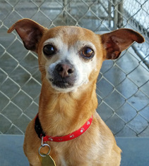 Chihuahua Dogs for adoption in Ventura, CA, USA