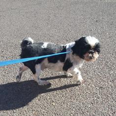 Shih Tzu Dogs for adoption in Phoenix, AZ, USA