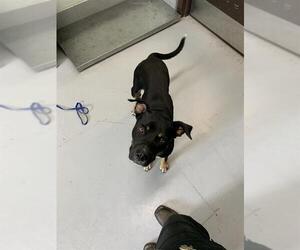Rottweiler-Unknown Mix Dogs for adoption in Corpus Christi, TX, USA