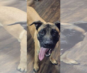 Mastiff-Unknown Mix Dogs for adoption in New London, WI, USA