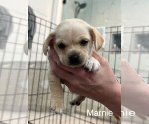 Maltese-Unknown Mix Dogs for adoption in Bellevue, WA, USA