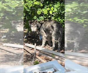 Siberian Husky Dogs for adoption in Palmetto, FL, USA