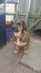 Basset Hound Dogs for adoption in Evansville, IN, USA