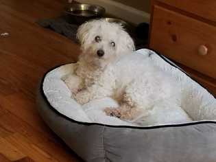 Maltipoo Dogs for adoption in Knoxville, TN, USA
