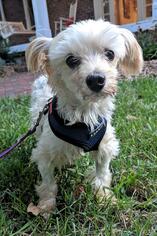 Maltese Dogs for adoption in Arlington, VA, USA