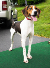 Beagle Dogs for adoption in Birdsboro, PA, USA