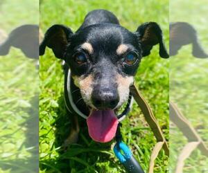 Chipin Dogs for adoption in Fort Lauderdale, FL, USA