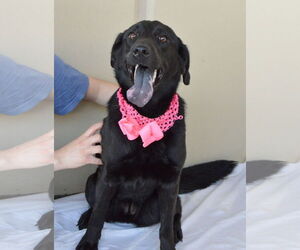 Labrador Retriever-Unknown Mix Dogs for adoption in McKinney, TX, USA