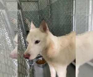 Huskies -Unknown Mix Dogs for adoption in Corpus Christi, TX, USA