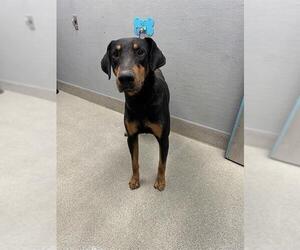 Doberman Pinscher-Unknown Mix Dogs for adoption in Las Vegas, NV, USA