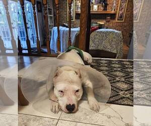 American Pit Bull Terrier-Unknown Mix Dogs for adoption in Crete, IL, USA